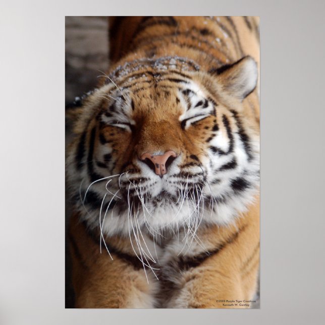 Poster de tigres extensible (Devant)