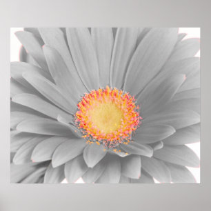Poster de toile Gerbera Daisy