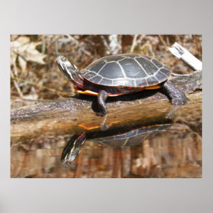 Poster de tortue peinte