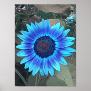 Poster de tournesol bleu
