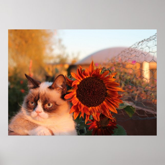 Poster de tournesol de chat grumpy (Devant)