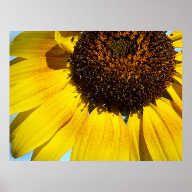Poster de tournesol doré Imprimer (Devant)