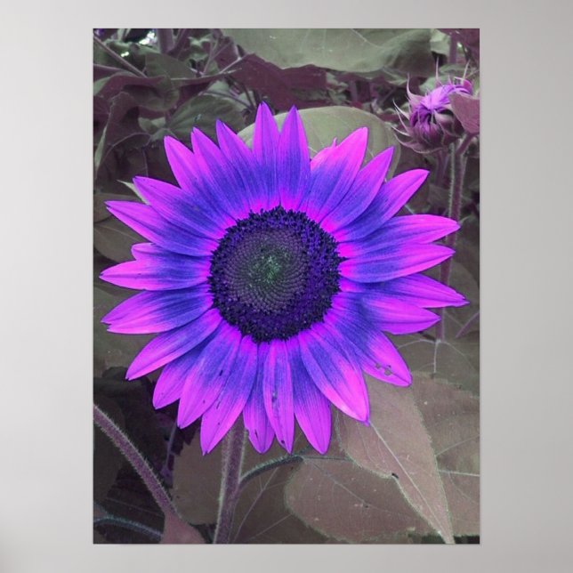 Poster de tournesol rose N violet (Devant)
