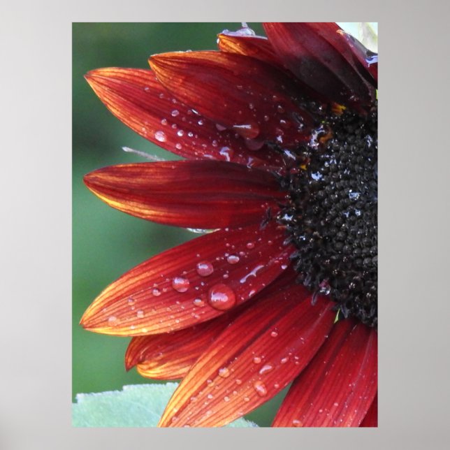 Poster de tournesol rouge (Devant)
