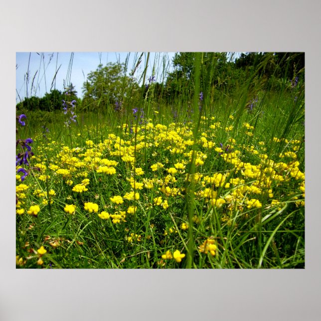 Poster de Trefoil pied d'oiseau (Devant)