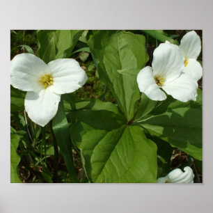 Poster de Trillium Blanc