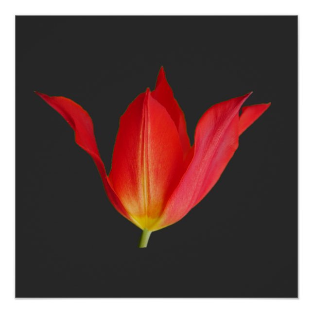 Poster de Tulip (Devant)