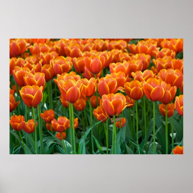 Poster de Tulip (Devant)
