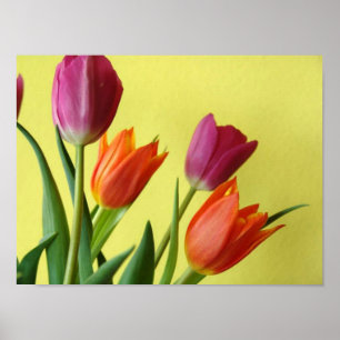 Poster de Tulip