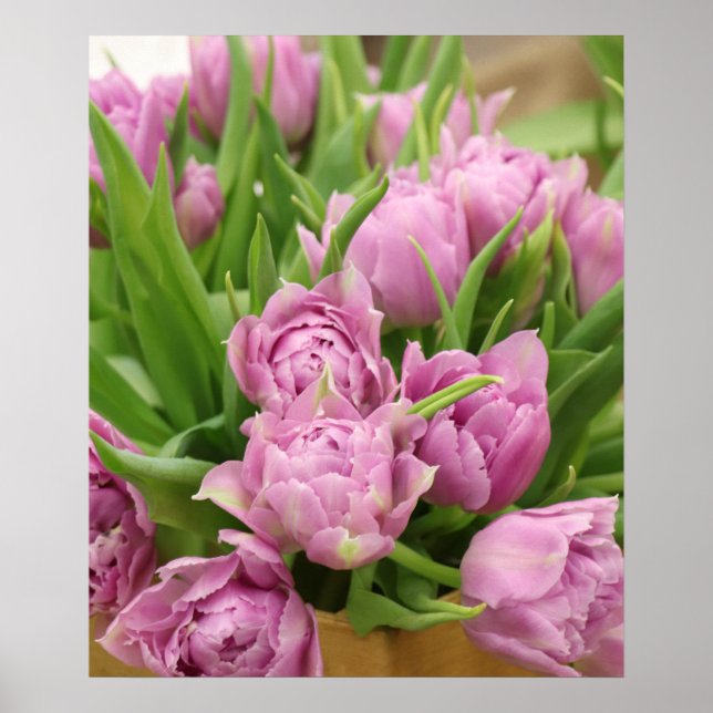 Poster de Tulipes roses (Devant)