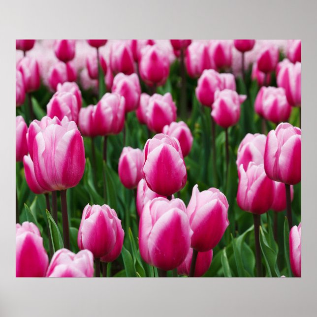 Poster de Tulipes roses (Devant)