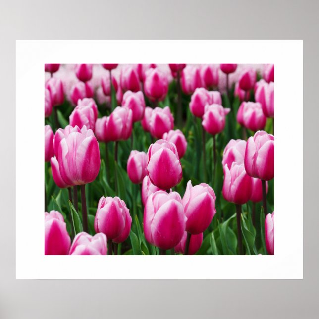 Poster de Tulipes roses (Devant)