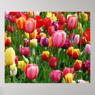 Poster de Tulips