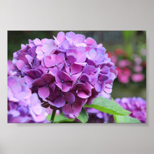 Poster de valeur d'Hydrangea violet