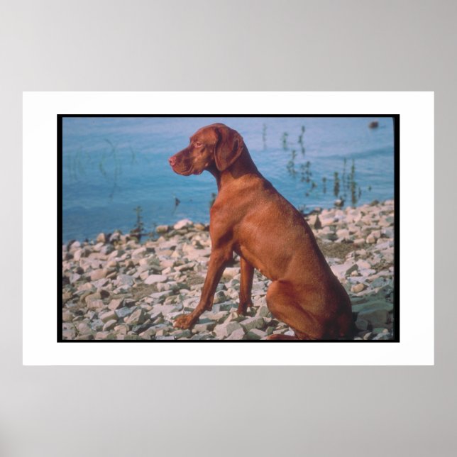 Poster de Vizsla (Devant)