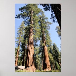 Poster de Yosemite Sequoias