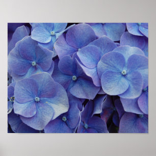 Poster de Zoom Hydrangea