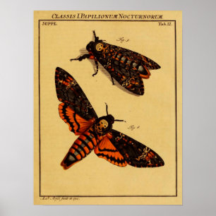 Poster Death's Head Moth