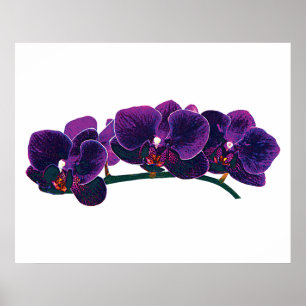 Poster DÉBUT DE MOINS DE 20 $ - Orchidées Phalaenopsis vi