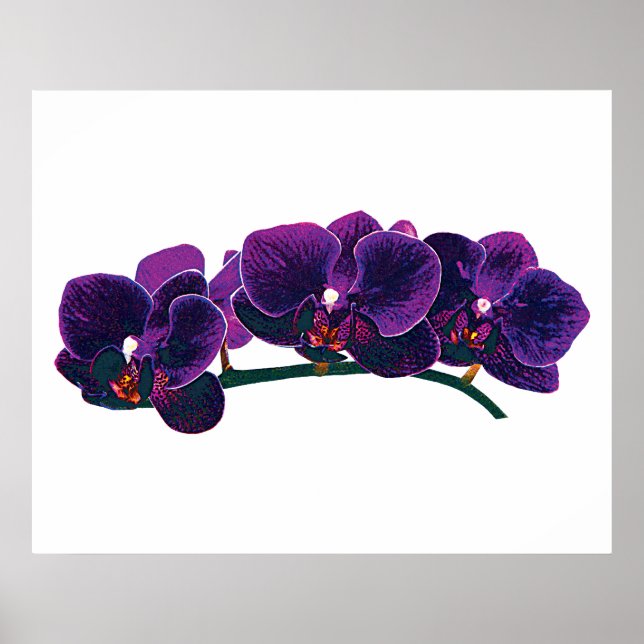 Poster DÉBUT DE MOINS DE 20 $ - Orchidées Phalaenopsis vi (Devant)