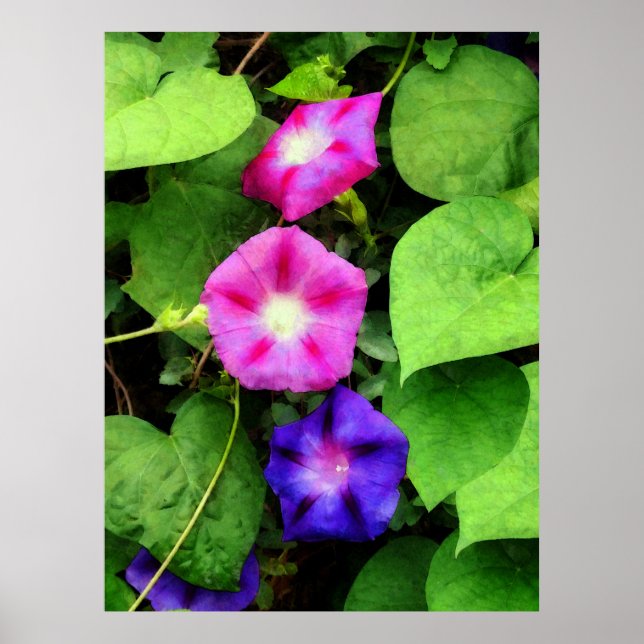 Poster DÉBUT MOINS DE 20 $ - Glori rose et mauve du matin (Devant)
