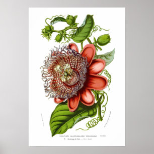 Poster Decaisneana de quadrangularis de passiflore