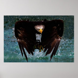Poster d'éclaboussure de Bald Eagle