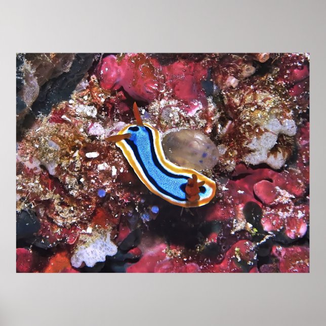 Poster Déclencher Nudibranche (Devant)
