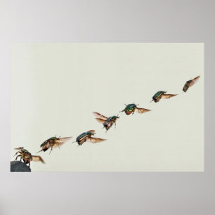 Poster Décollage de Cetonia aurata