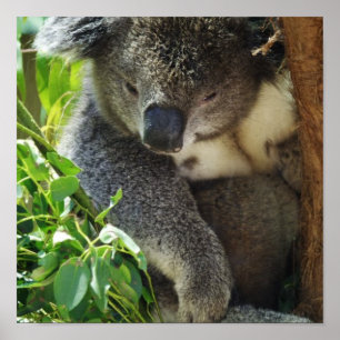 Poster décontracté Koala