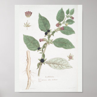 Poster Décor Art Décor vintage Retro Botanique