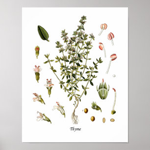 Poster Décor botanique de cuisine d'illustration d'herbe