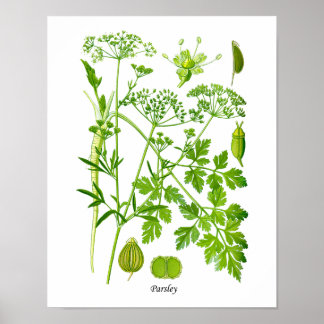 Poster Décor botanique du mur de l'herbe de cuisine persi