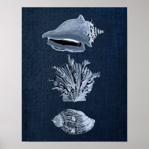 Poster Décor de la Marine Marque Coquillage Imprimer no 1