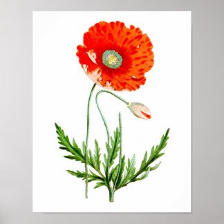 Poster Décor de mur rouge à fleurs de pavot Imprimer #4