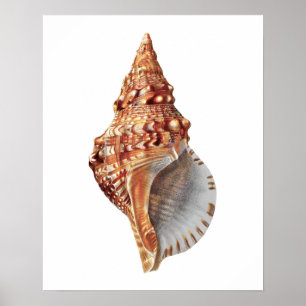 Poster Décor de plage no 3 Sea Shell Imprimer.