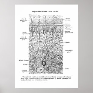 Poster Décor dermatologique de l'anatomie de la peau Impr