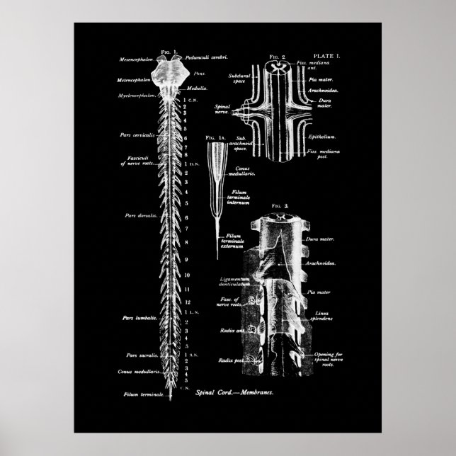 Poster Décor Médicale de la colonne vertébrale (Devant)