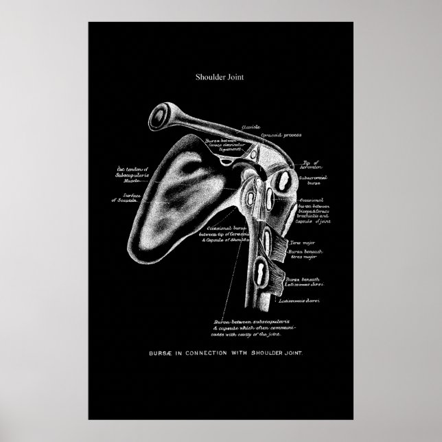 Poster Décor Médicale de l'anatomie de l'épaule (Devant)