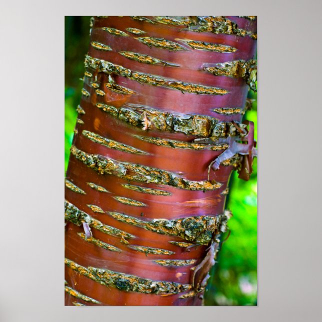 Poster d'écorce d'arbre (Devant)