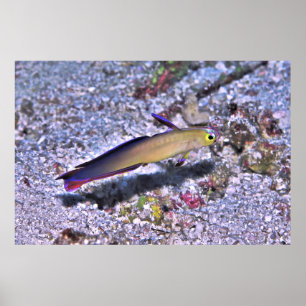 Poster Décoré Dart Goby