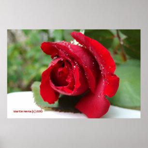 Poster Découpage sur une rose rouge - Sélectionnez votre 