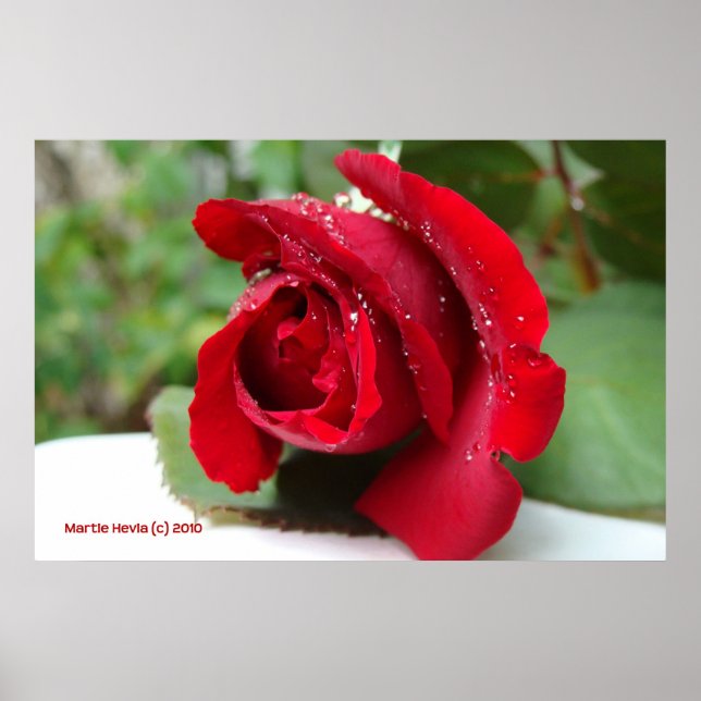 Poster Découpage sur une rose rouge - Sélectionnez votre  (Devant)