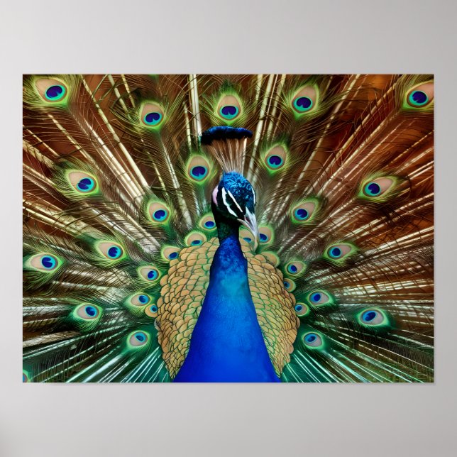 Poster Découvrez Majestic Belle Peacock Photos (Devant)
