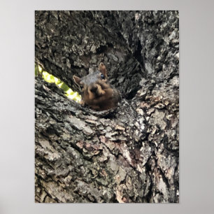 Poster d'écureuil