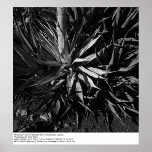 Poster Deep Canyon Desert Research Station par Ansel Adam