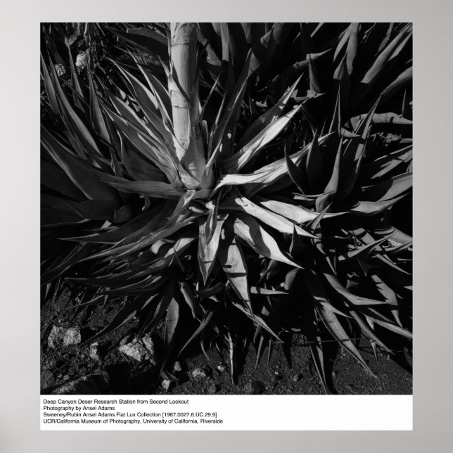 Poster Deep Canyon Desert Research Station par Ansel Adam (Devant)