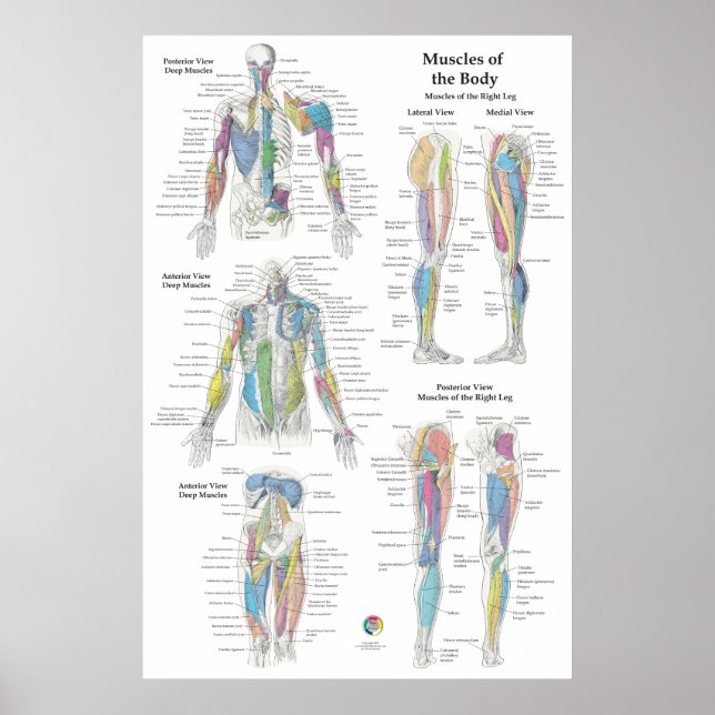 Poster Deep Muscle Anatomy Chart (Devant)