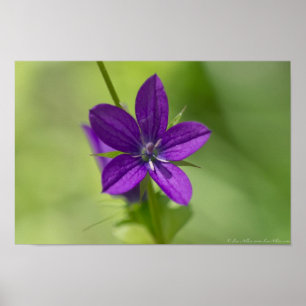 Poster "Deep Purple" Vénus En Verre