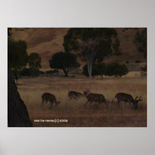 Poster Deer à Hills